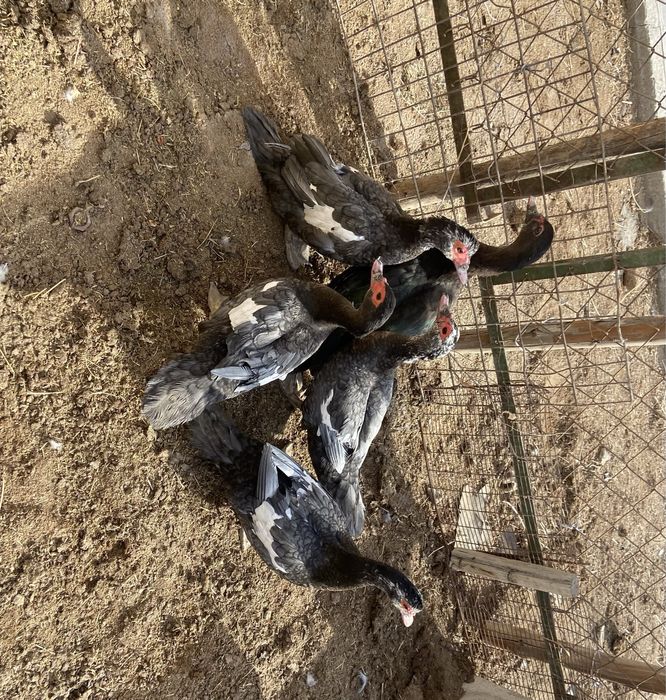 Индоутка сатылалы