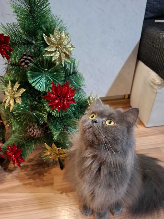 Персийски котета