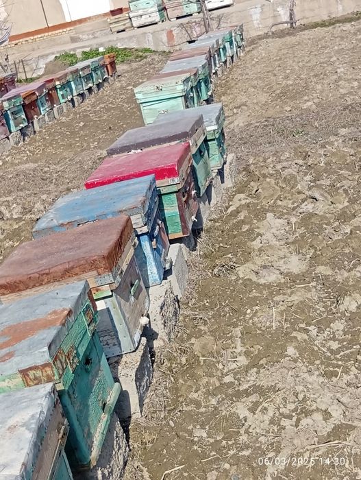 Asal ari sotiladi ramkasi 150dan kup oladigan busa yana keliwiladi