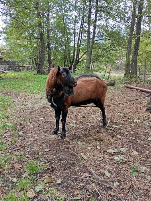 Vând țap alpin francez