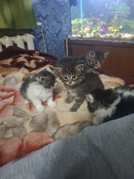 Отдам котят в заботливые руки.