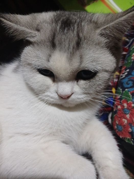 Mushu oq qora zotini blmiman