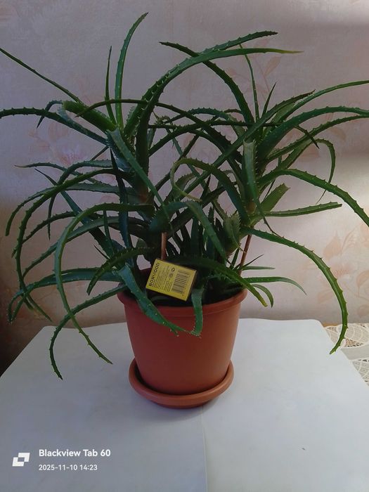 Алоэ древовидное (столетник)