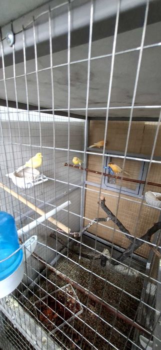 Продам канареек 3 самца и 1 самец