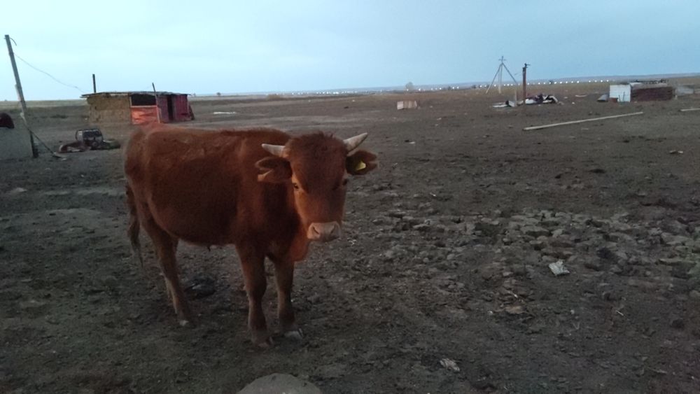 Продам Тайогиз 2 жасар