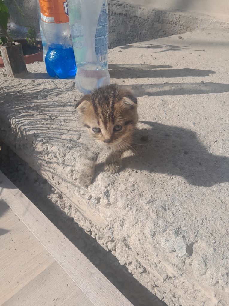 Котята бесплатно отдам