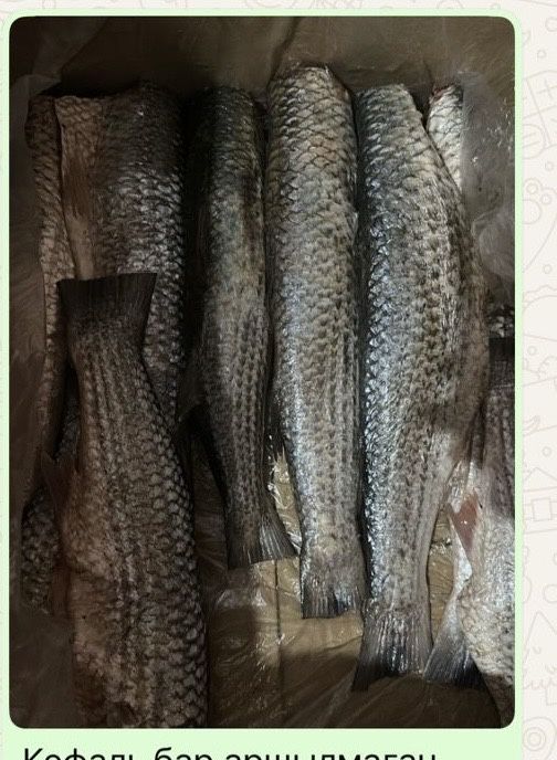 Рыба Кефаль мороженая