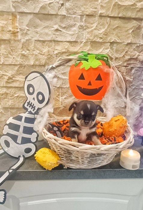 Мъжко кученце порода чихуахуа