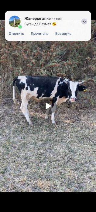 Бычок сатылады. Бағасы 250000.