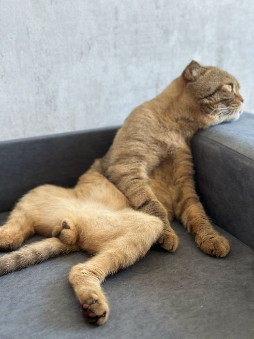 Кот на вязку шотландский вислоухий