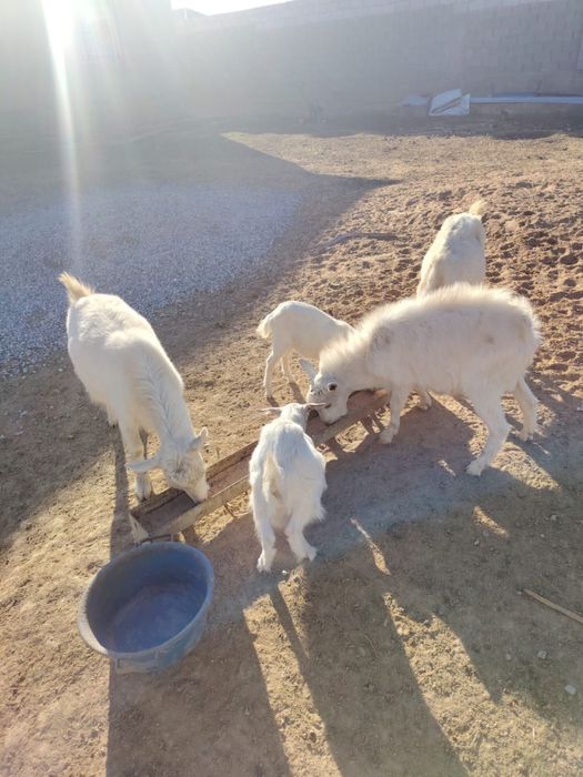 Заанен ешкілер сатылады