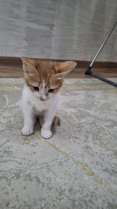 Тегин беремин маргау