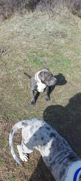 American Bully Xl