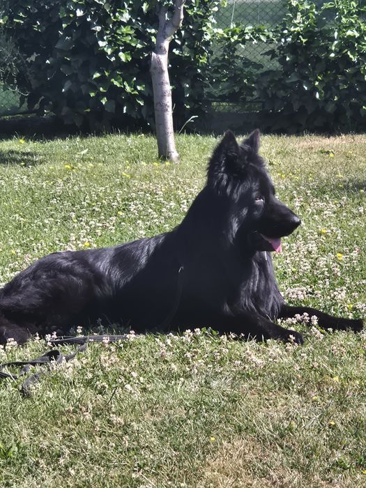 Vând Ciobanesc German cu pedigree linie de top