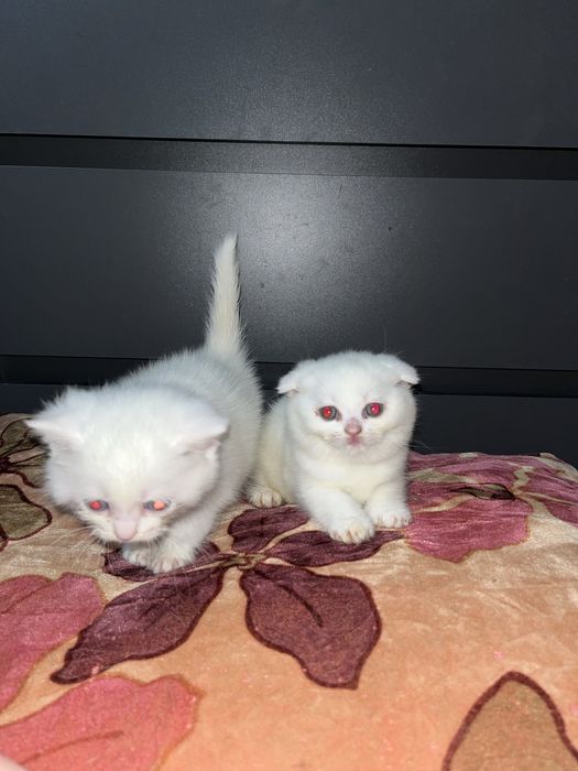 Продаются  котята породы шотландская вислоухая