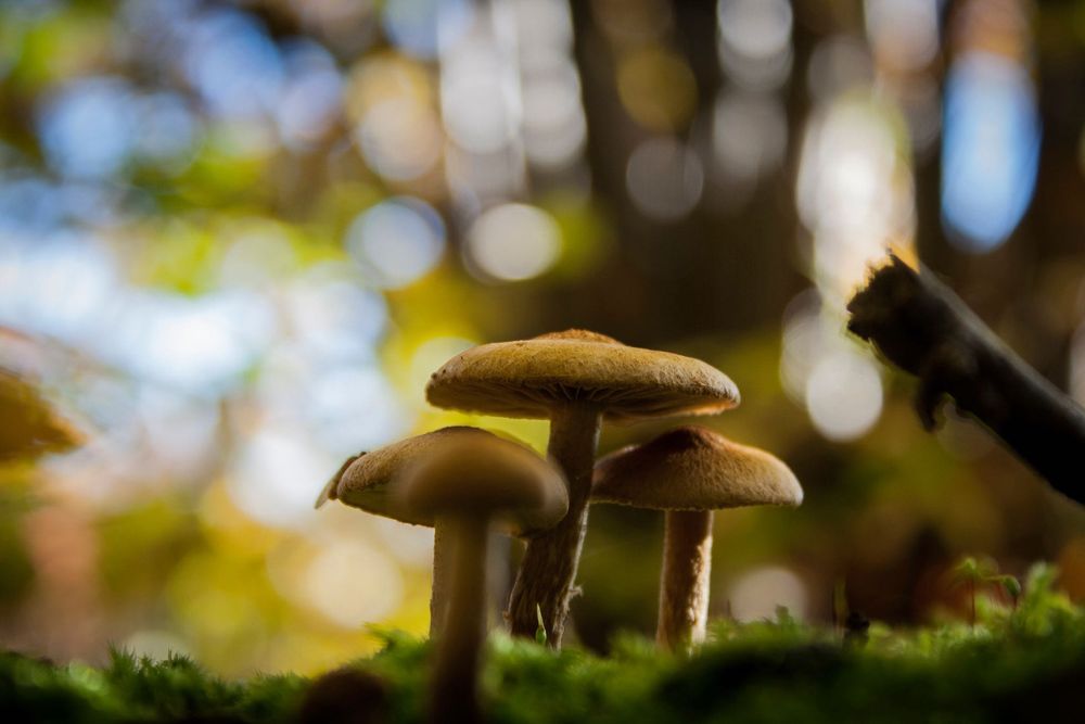 Canon 400D фотоапарат + два обектива и аксесоари Канон