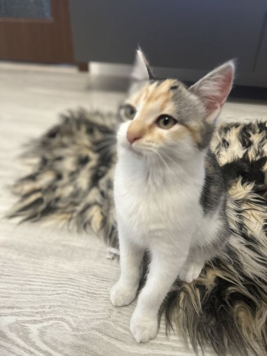 Pisica Femela 6 Luni