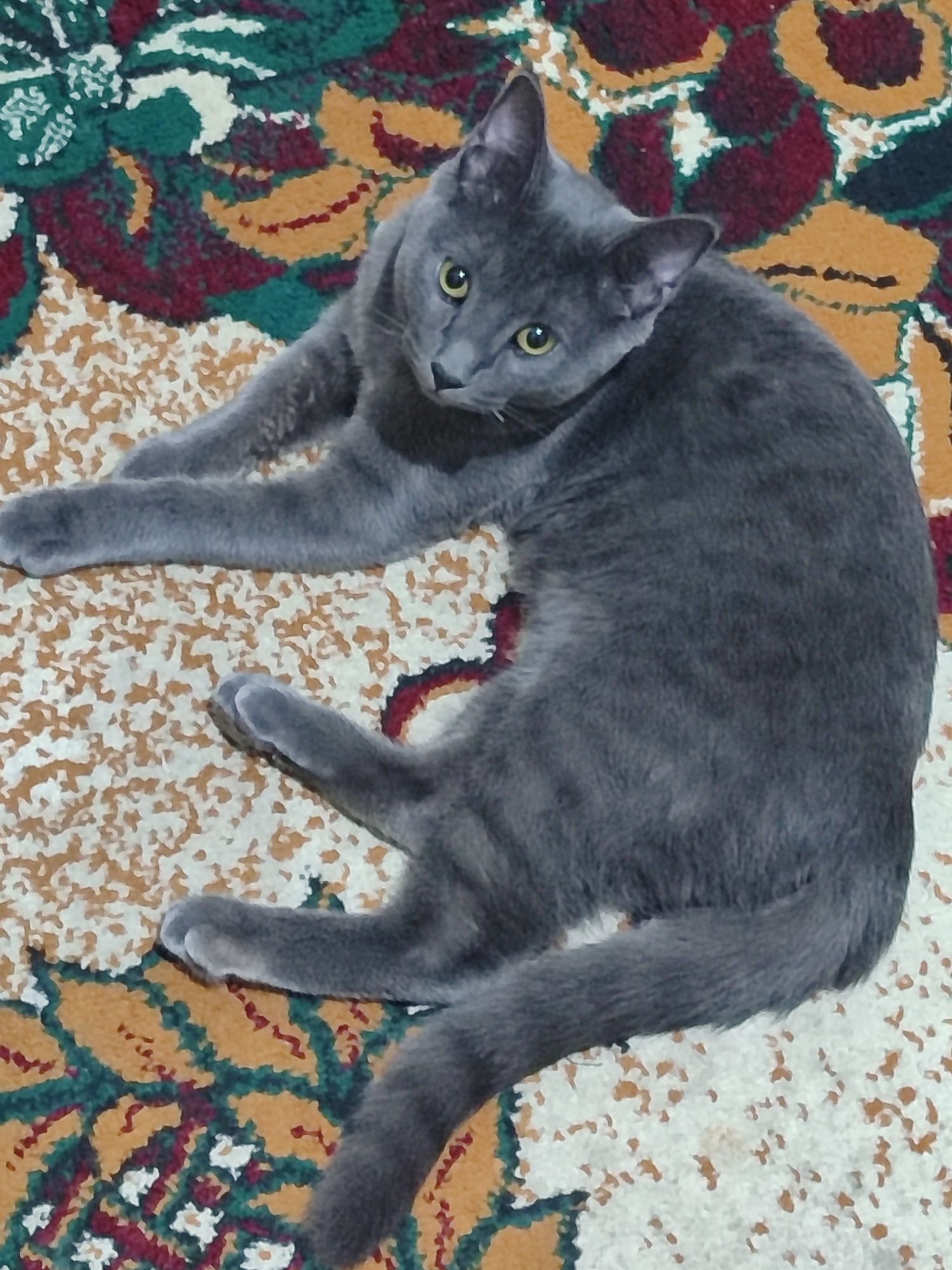 Отдаю котика бесплатно в добрые руки