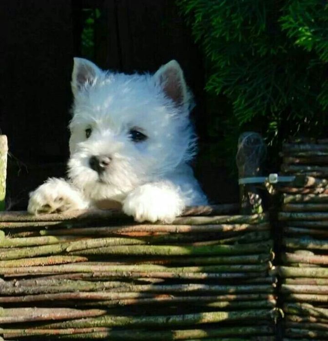 West highland white terrier