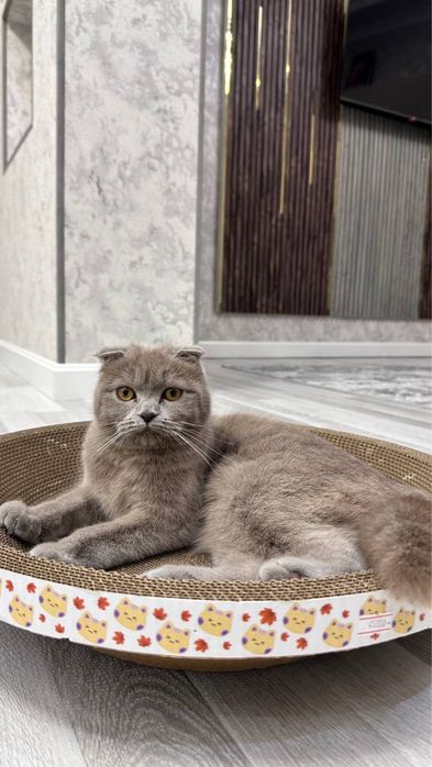 Отдам в очень очень хоршие руки свою кошочку