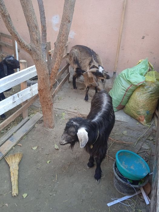 2 та мода эчки кисир