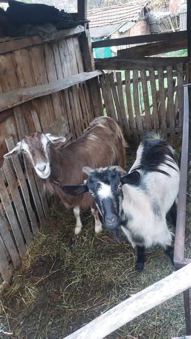 Две кози - на 4 и на 2 години