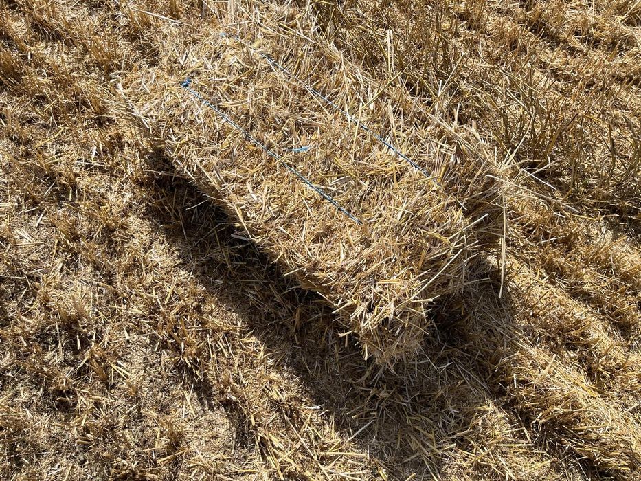 Baloți de paie  de grâu