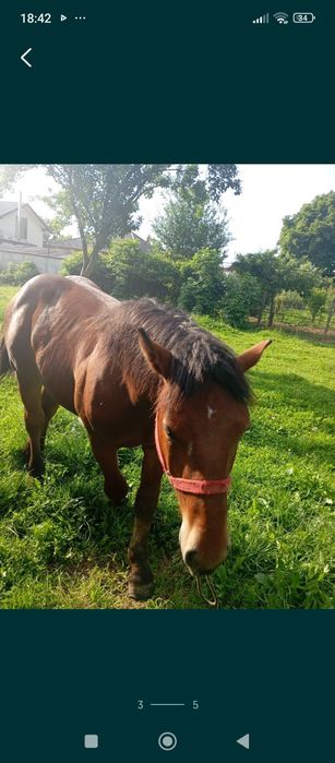 Vând mânz de 11 luni