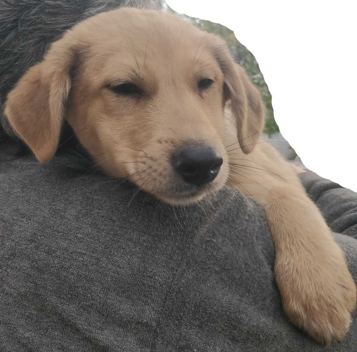 Подаряваме кученцe бездомниче пухено бобче мъжко