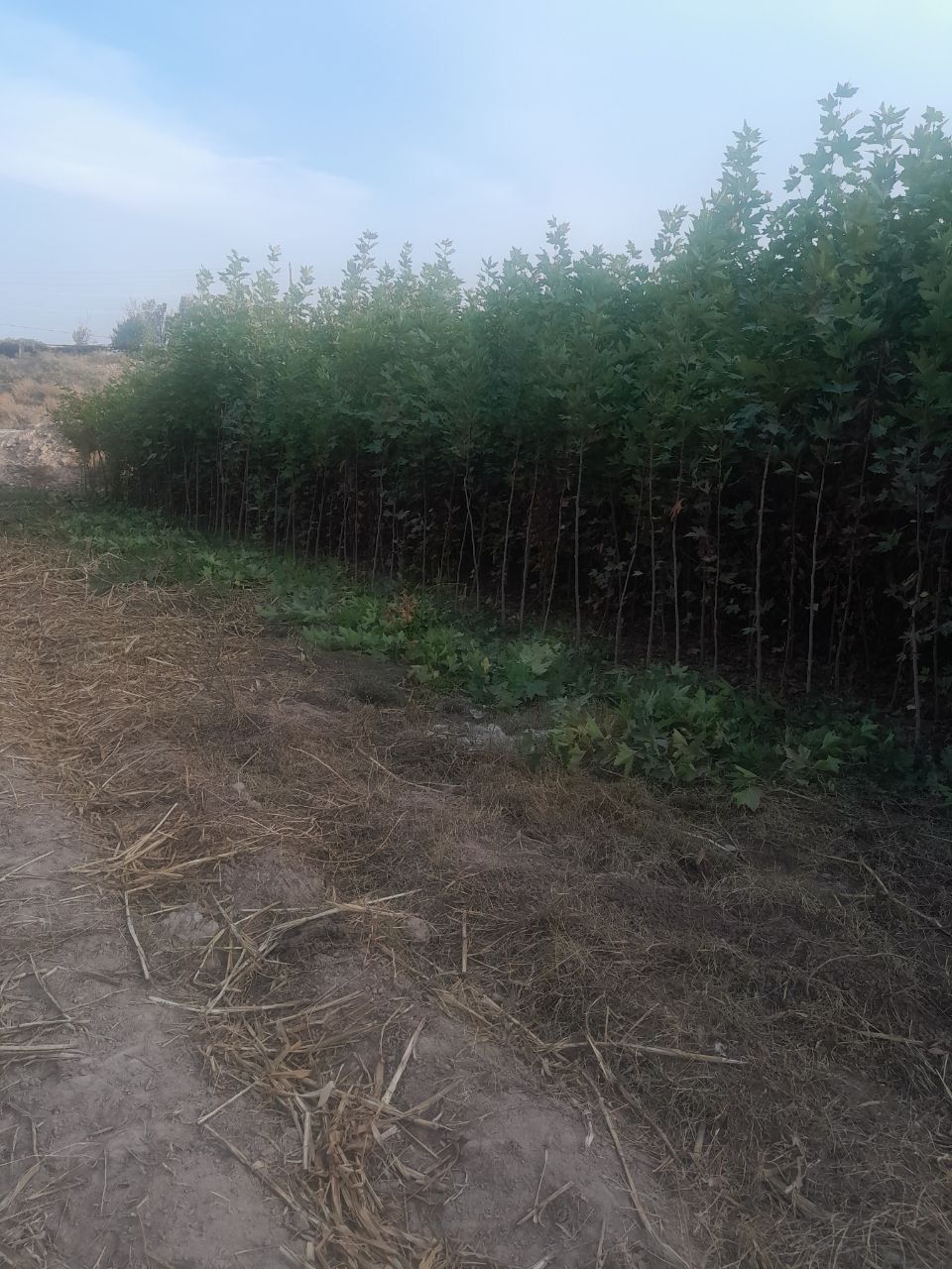 Dekaratevni daraxtlar gular
