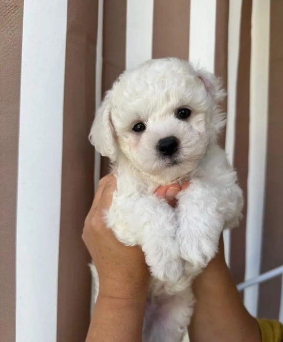 Bichon maltez talie mica