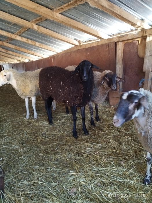 Агнета и шилета.