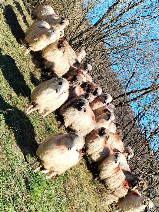 Oi de vânzare pe ales