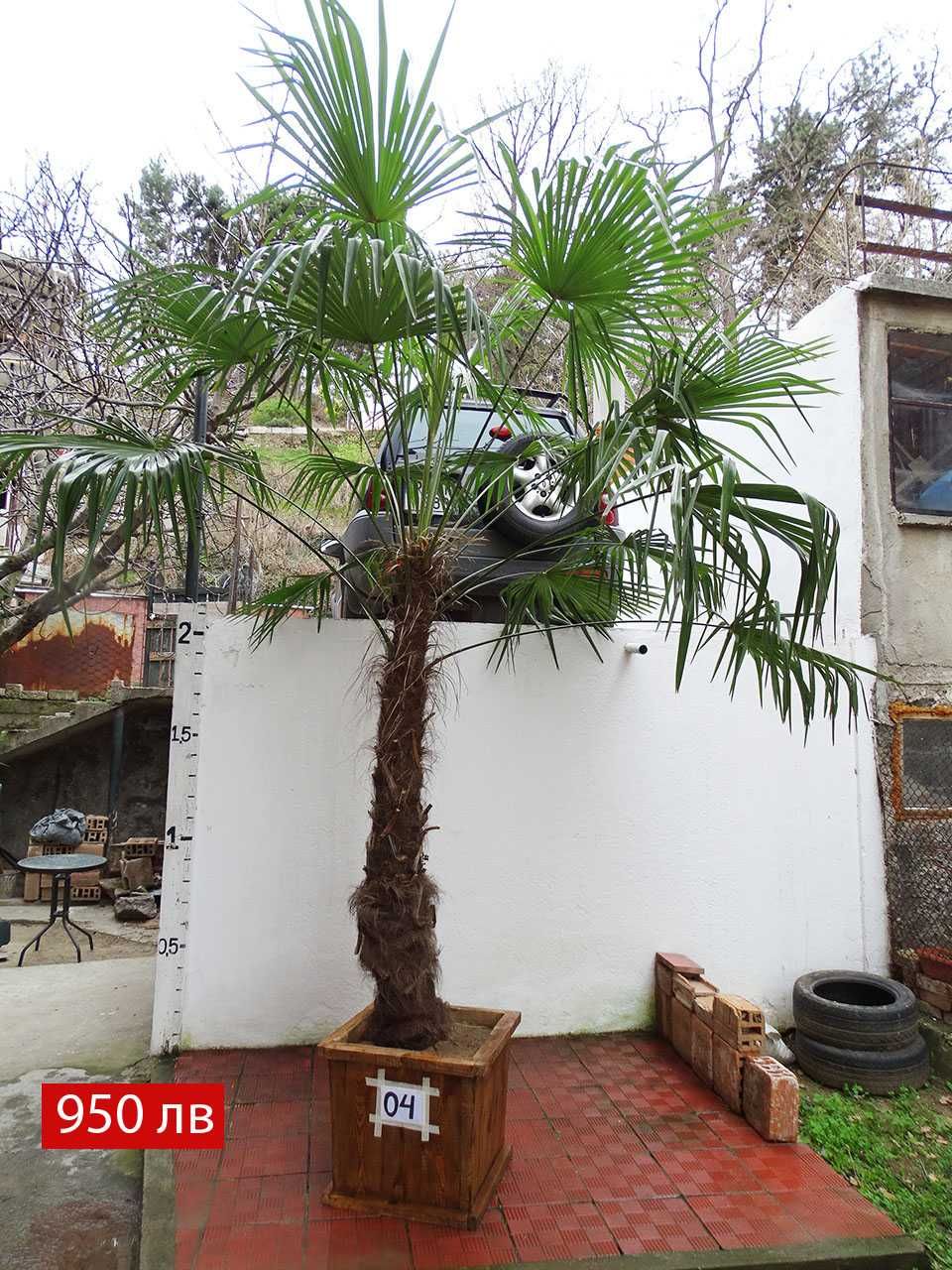 Студоустойчиви палми Трахикарпус , отгледани в България.