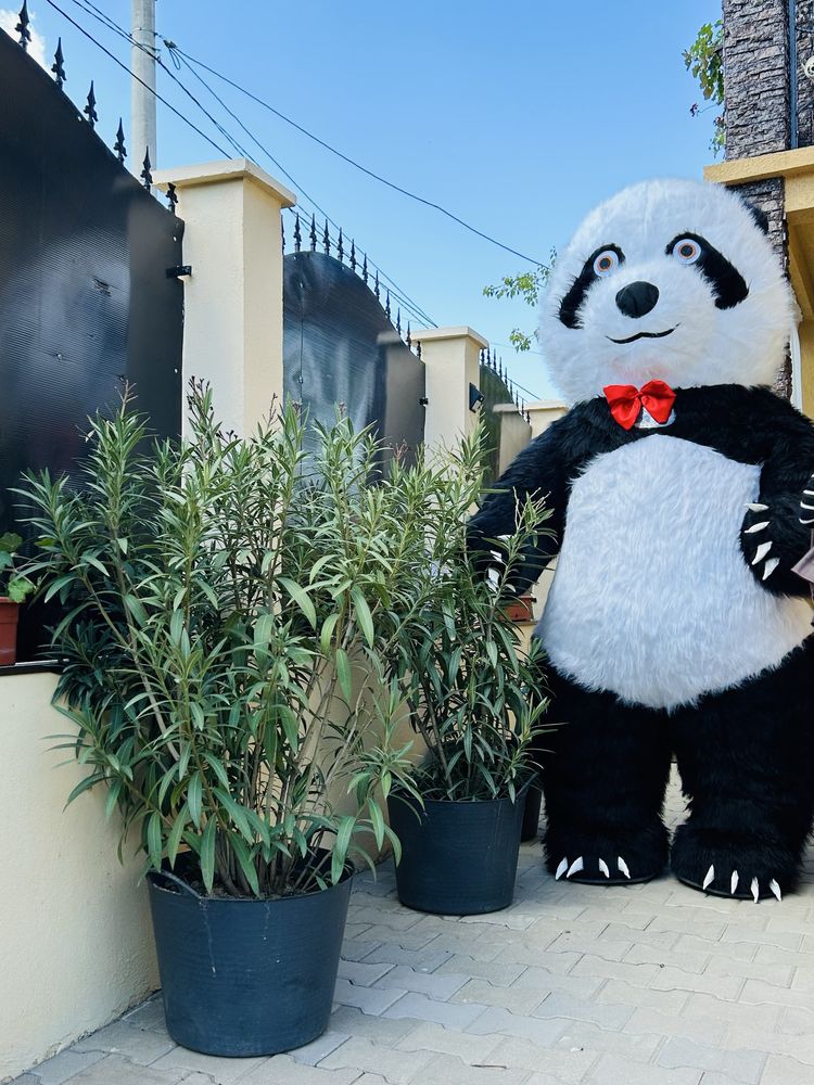 Ursul Polar&Ursul Panda evenimente