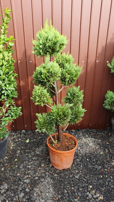 Tuia/mesteacăn/tei mirositor/magnolia