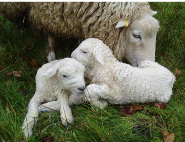 Овца с двумя ягнятами