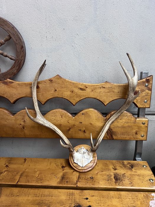 Vand trofeu de cerb!