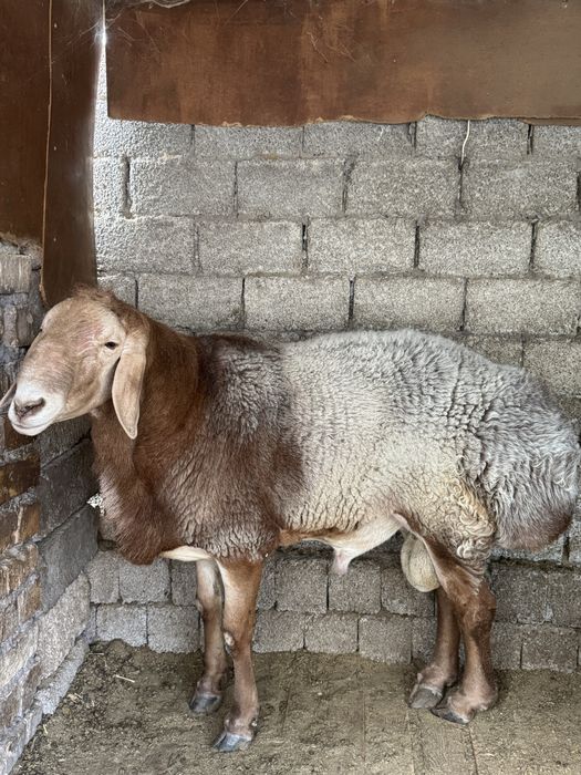 Qirg’iz Qochqor sotiladi