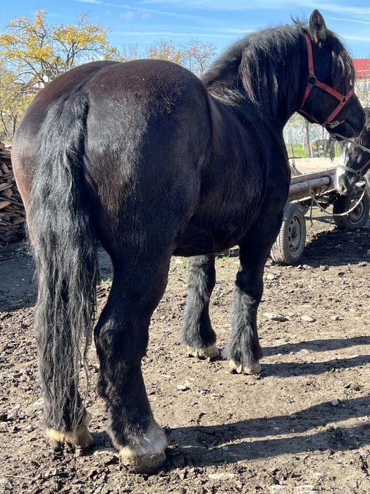 Iapa 6 ani 1.78 inaltime gestanta ‼️1000kg foarte blanda