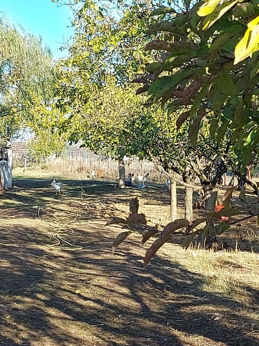 Scrovistea-Balteni-Peris-Teren 2510 mp/30 ml ,Ocazie Unică !