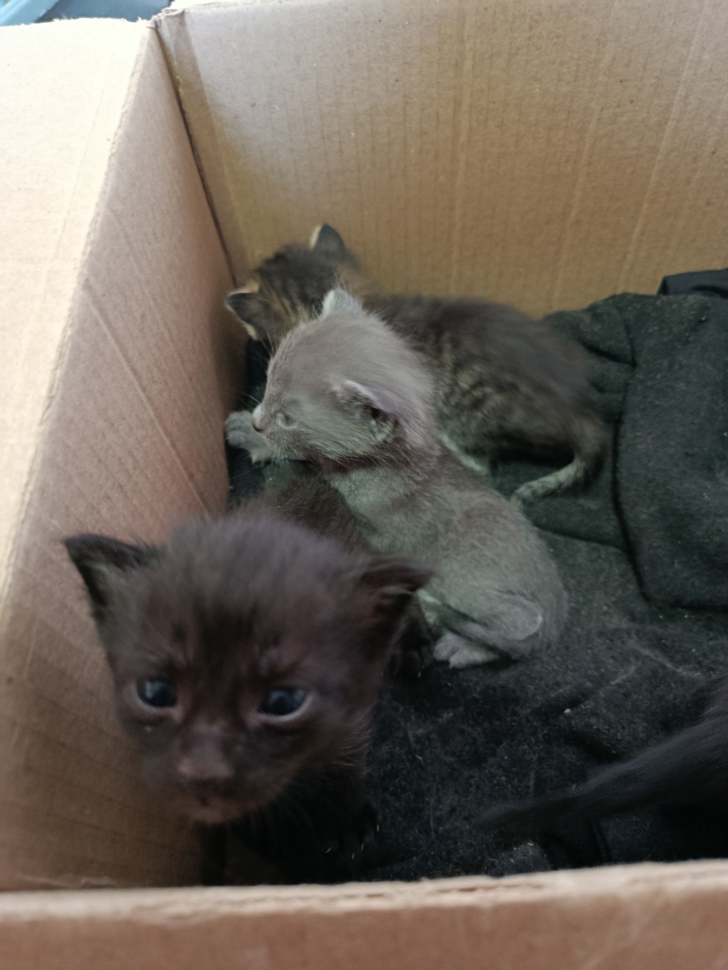Отдам котят в добрые руки