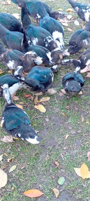 Porumbei jucători gălățeni / schimb și cu alte rase