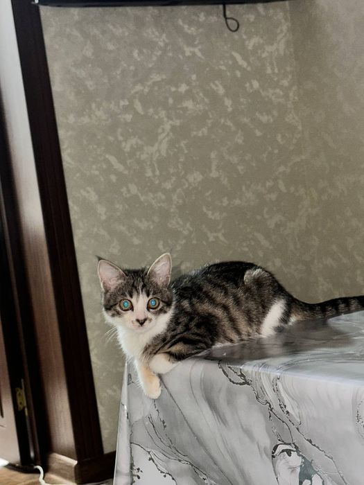 Котёнок даром в добрые руки