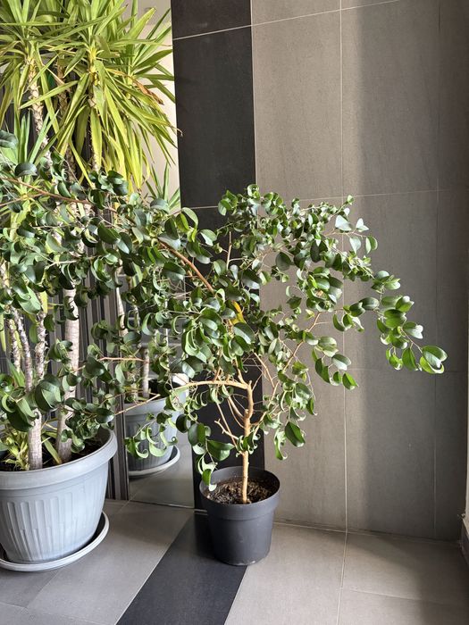 Фикус бенджамин пандора къдрави листа 130 см дърво