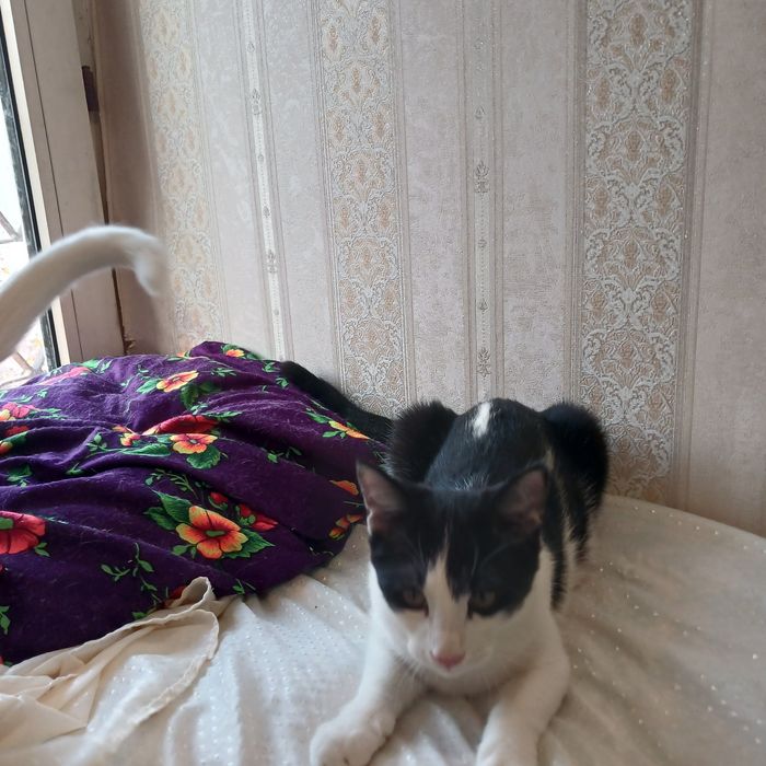 Котята бесплатно даром