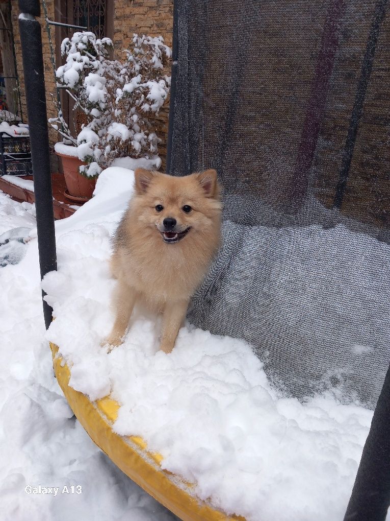 Vand Pomeranian vulpe