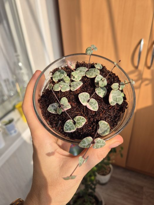 Церопегия Вуда вариегатная