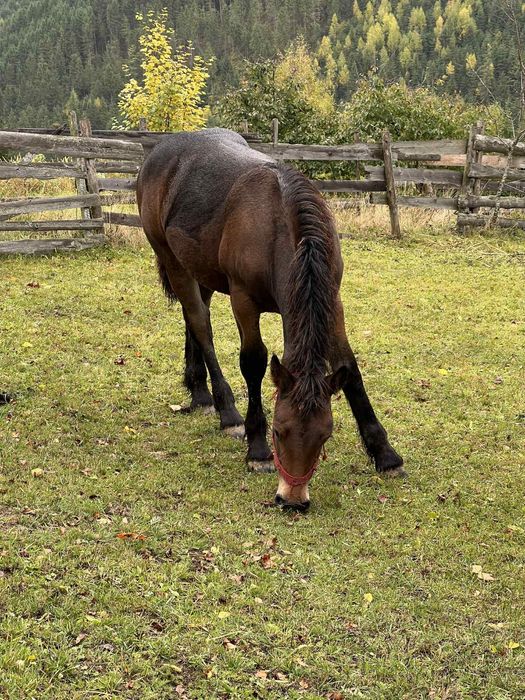 Vând mânză de 5 luni.