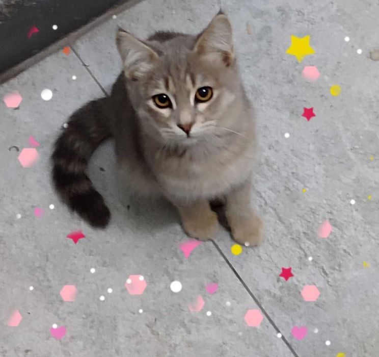 Котята,  в добрые руки,  и в теплый дом.